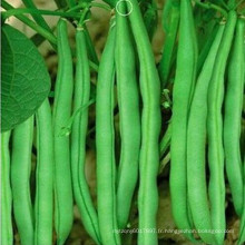 HBE08 Ansian vert pâle OP graines de haricots dans les graines de légumes